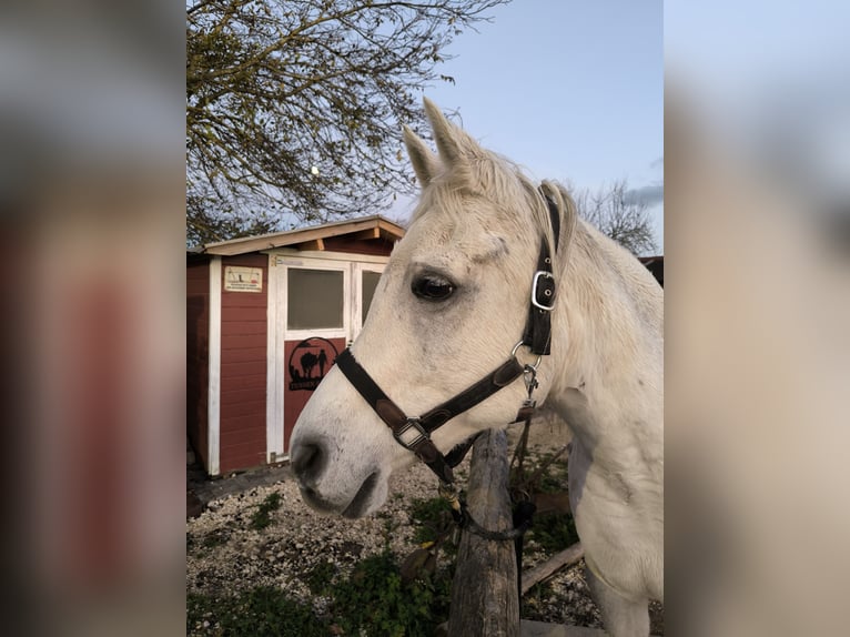 Asil Arabier Ruin 13 Jaar 153 cm Schimmel in Sontheim an der Brenz
