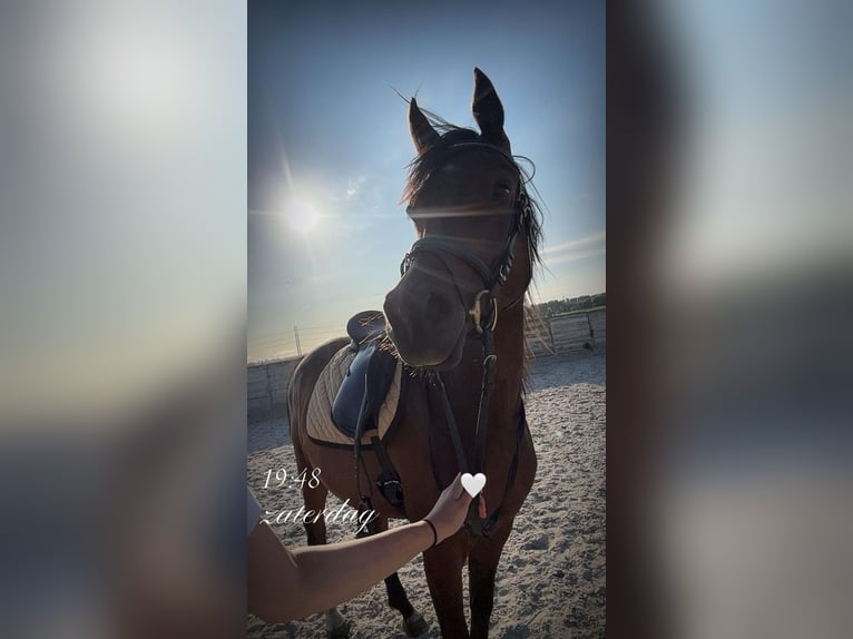 Asil Arabier Ruin 4 Jaar 150 cm Bruin in Spaarndam