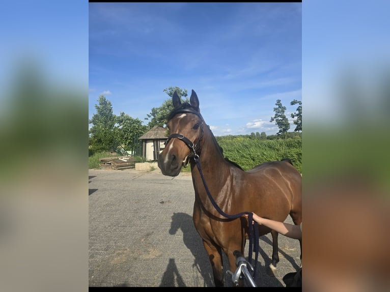 Asil Arabier Ruin 4 Jaar 150 cm Bruin in Spaarndam