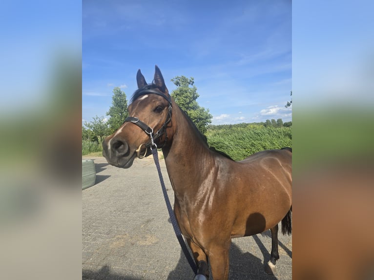 Asil Arabier Ruin 4 Jaar 150 cm Bruin in Spaarndam