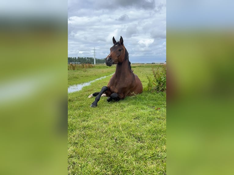 Asil Arabier Ruin 4 Jaar 150 cm Bruin in Spaarndam