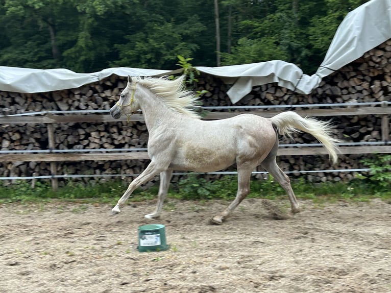 Asil Arabier Ruin 5 Jaar 148 cm Schimmel in Nattheim
