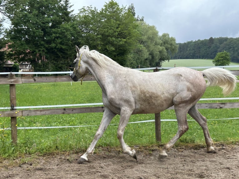 Asil Arabier Ruin 5 Jaar 148 cm Schimmel in Nattheim
