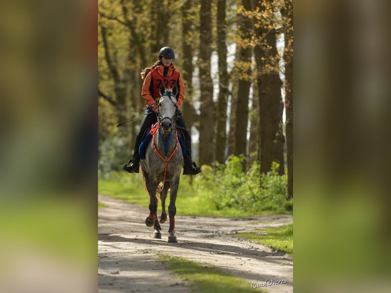 Asil Arabier Ruin 8 Jaar 161 cm Appelschimmel in Almelo