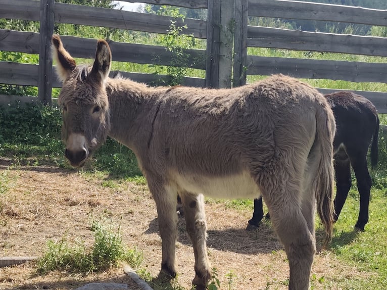 Asini Castrone 10 Anni 100 cm Falbo in Nassereith