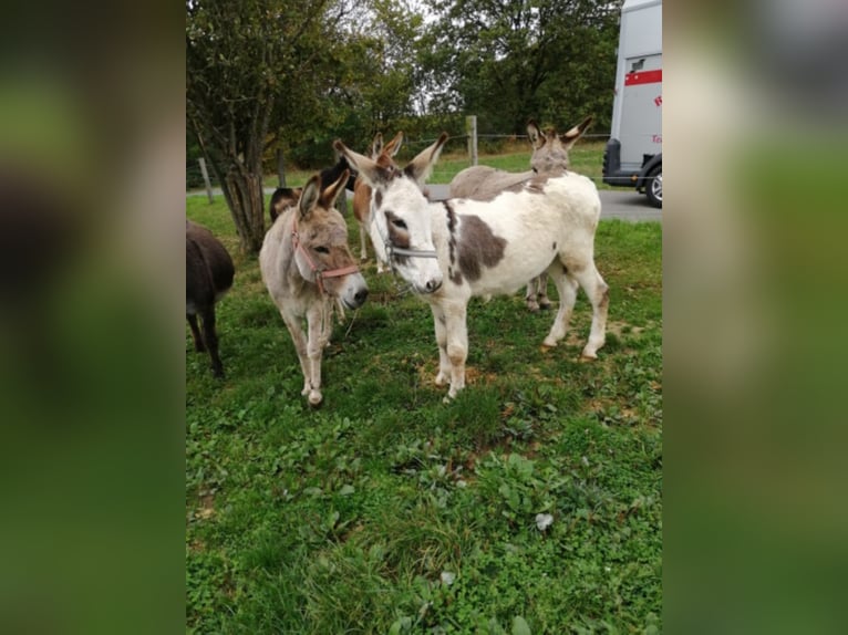 Asini Castrone 11 Anni 105 cm Baio in Linkenbach