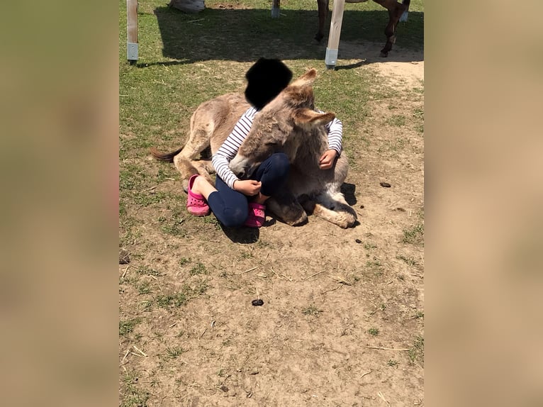 Asini Castrone 18 Anni 105 cm Baio chiaro in Bad Saulgau