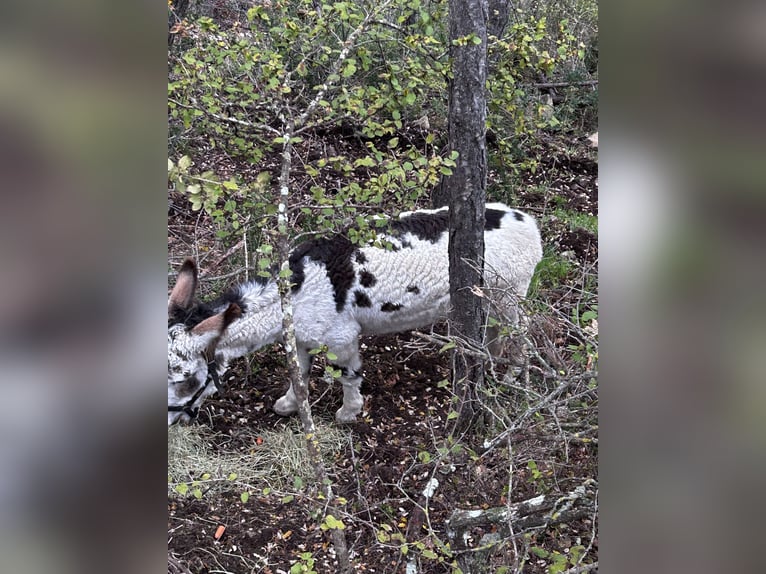 Asini Castrone 5 Anni in Santa Coloma De Queralt