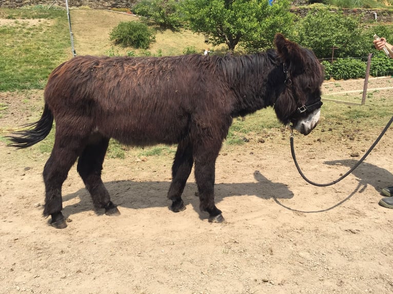 Asini Mix Castrone 6 Anni 138 cm Baio in Bornich