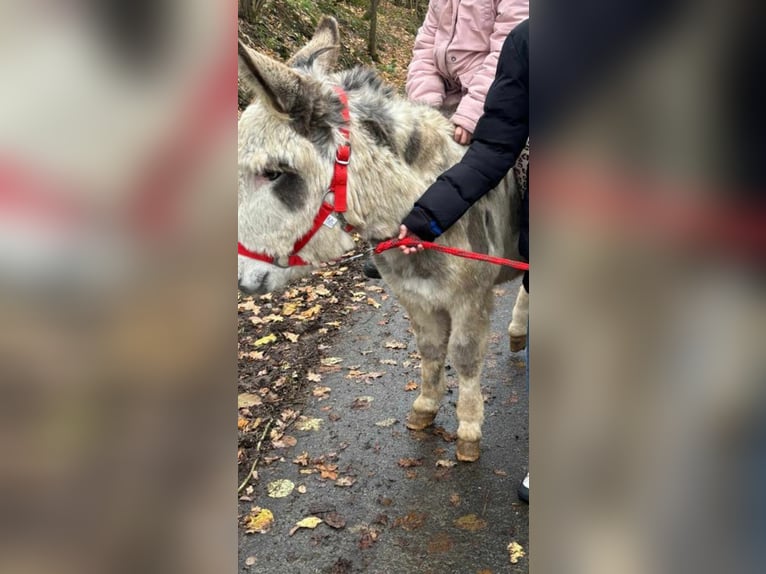 Asini Castrone 7 Anni 110 cm Pezzato in Linkenbach