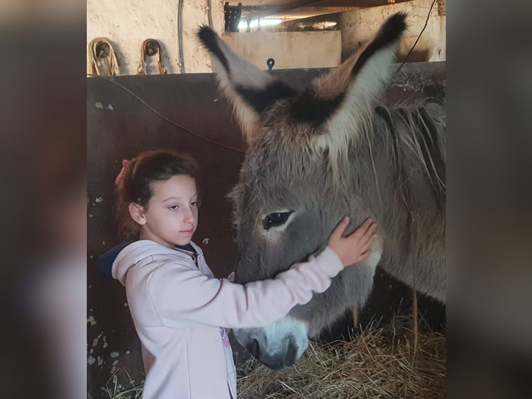 Asini Giumenta 10 Anni in Chiclana de la Frontera