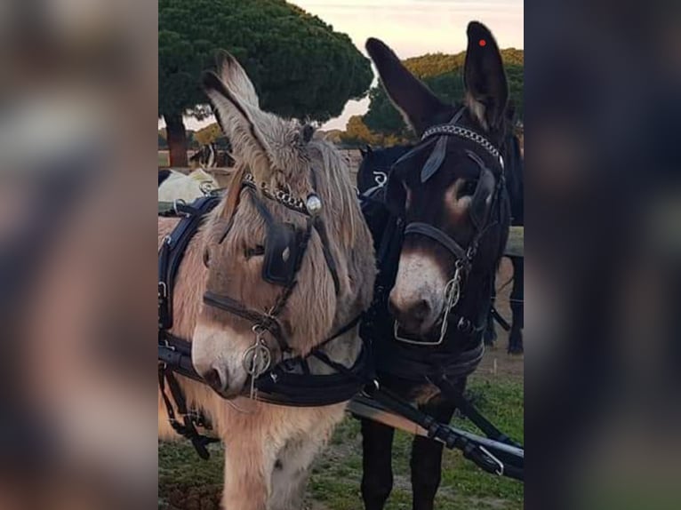 Asini Giumenta 10 Anni in Chiclana de la Frontera