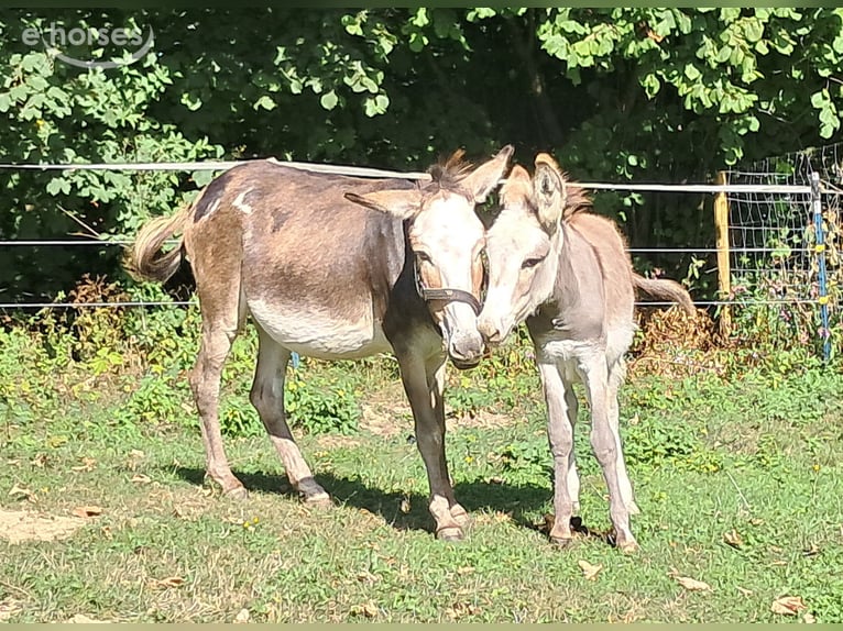 Asini Giumenta 11 Anni 115 cm Pezzato in Bayerbach