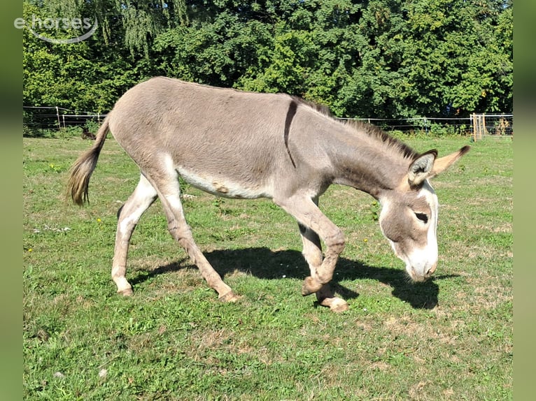 Asini Giumenta 11 Anni 115 cm Pezzato in Bayerbach