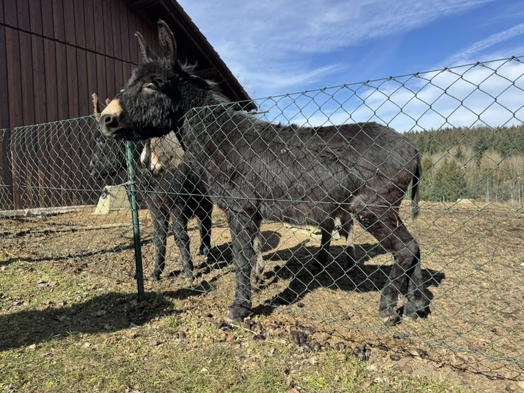 Asini Giumenta 11 Anni 125 cm Baio chiaro in P&#xF6;ttenheimAistersheim