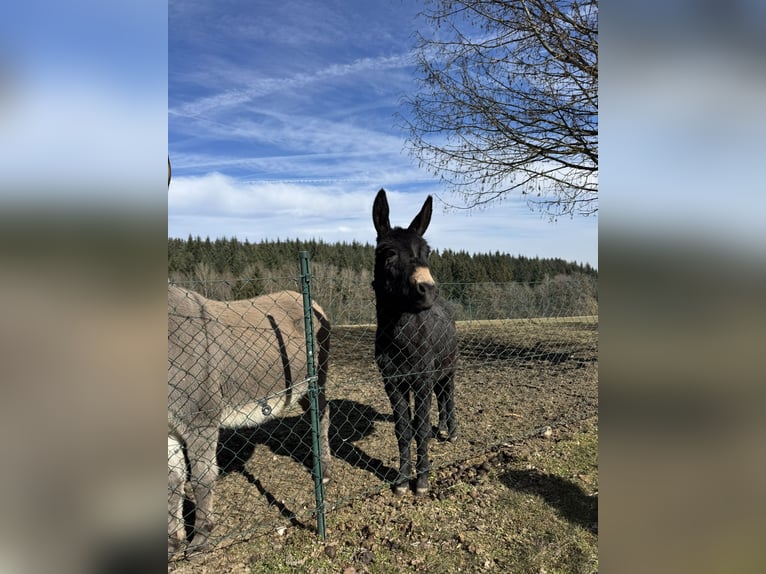 Asini Giumenta 11 Anni 125 cm Baio chiaro in P&#xF6;ttenheimAistersheim