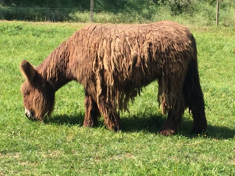 Asini Giumenta 13 Anni 135 cm Baio in Bornich