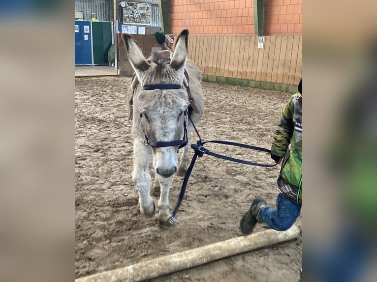 Asini Giumenta 15 Anni 135 cm in D&#xF6;tlingen