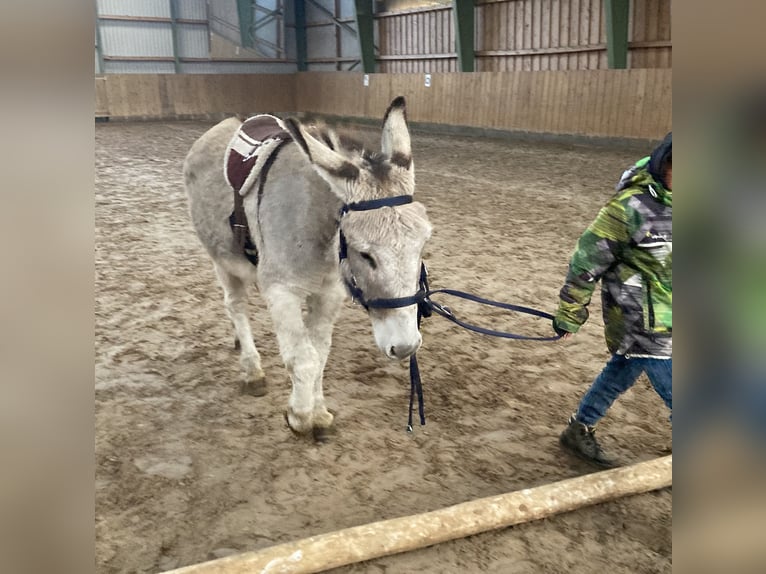 Asini Giumenta 15 Anni 135 cm in D&#xF6;tlingen