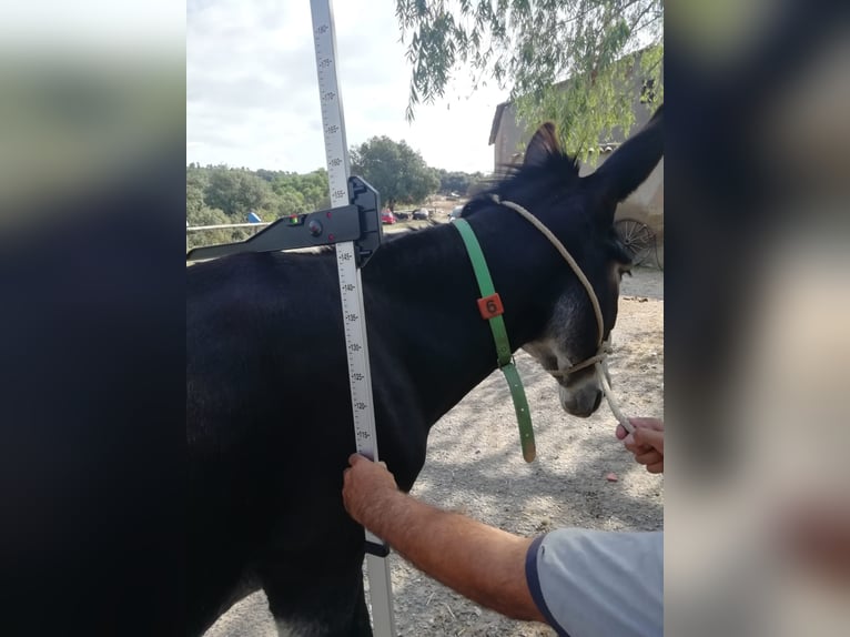 Asini Giumenta 16 Anni 147 cm Morello in BERGA, BARCELONA