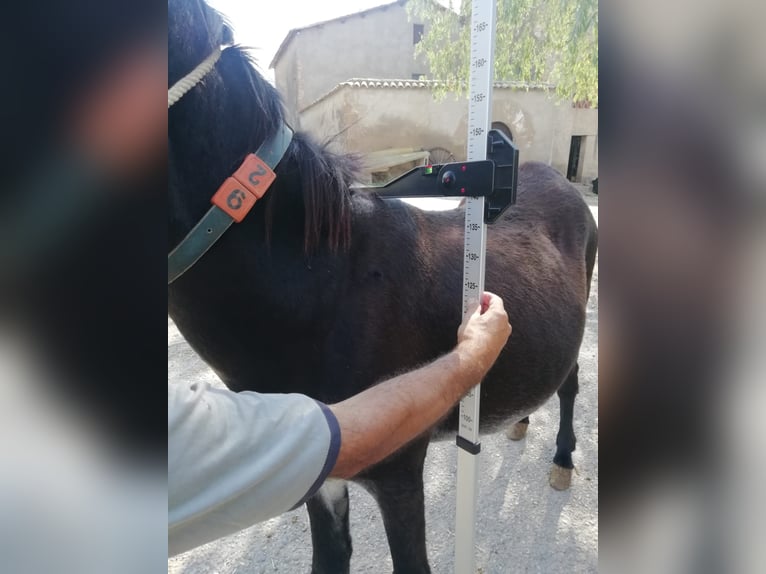 Asini Giumenta 18 Anni 140 cm Morello in BERGA, BARCELONA