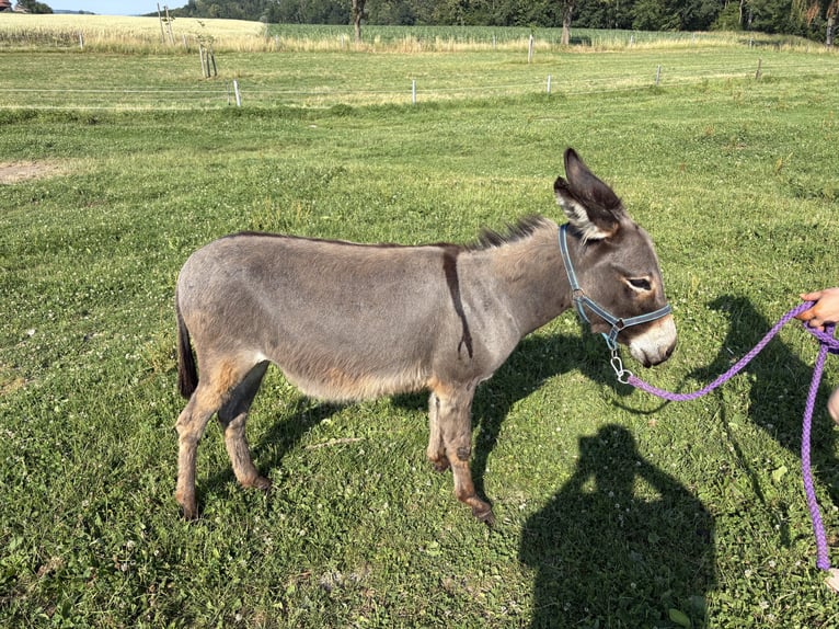Asini Giumenta 1 Anno 105 cm Grigio in St Georgen bei grieskirchen