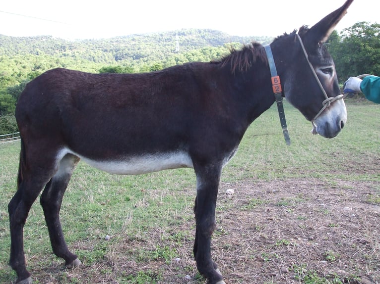 Asini Giumenta 20 Anni 142 cm Morello in BERGA, BARCELONA