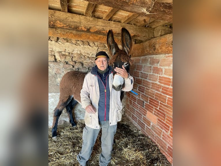 Asini Giumenta 2 Anni Morello in BERGA, BARCELONA