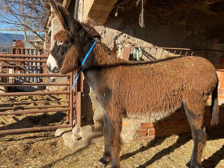 Asini Giumenta 2 Anni Morello in BERGA, BARCELONA