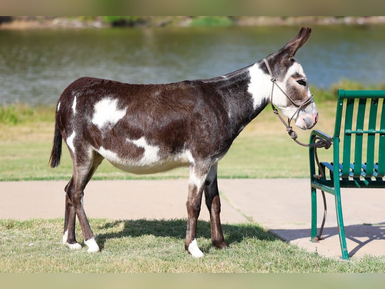 Asini Giumenta 3 Anni 86 cm Pezzato in Forney