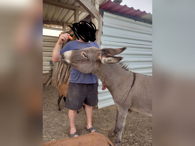 Asini Giumenta 4 Anni 120 cm Grigio in Saint-Loup-Lamairé