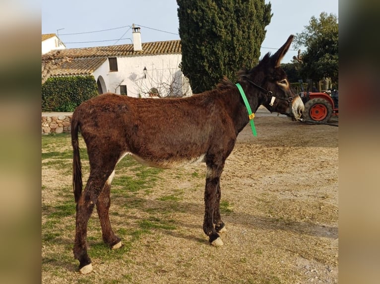 Asini Giumenta 5 Anni 152 cm Morello in BERGA, BARCELONA