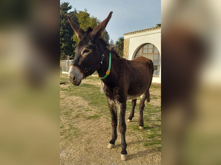 Asini Giumenta 5 Anni 152 cm Morello in BERGA, BARCELONA