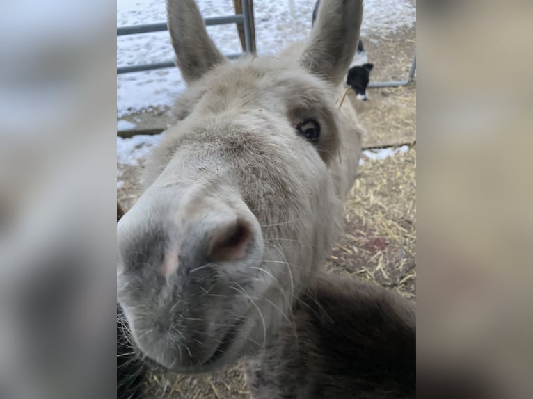 Asini Giumenta 6 Anni 80 cm Grigio in Diepoldsau