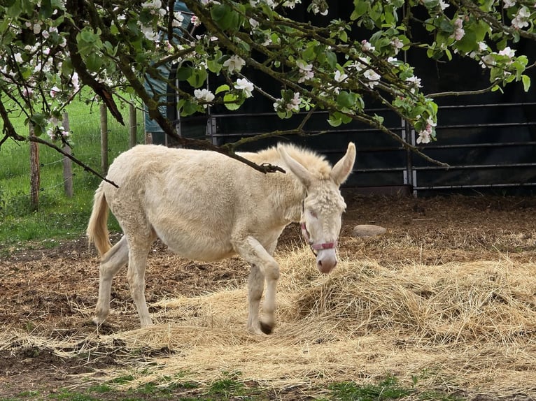 Asini Giumenta 7 Anni 130 cm Cremello in Linkenbach