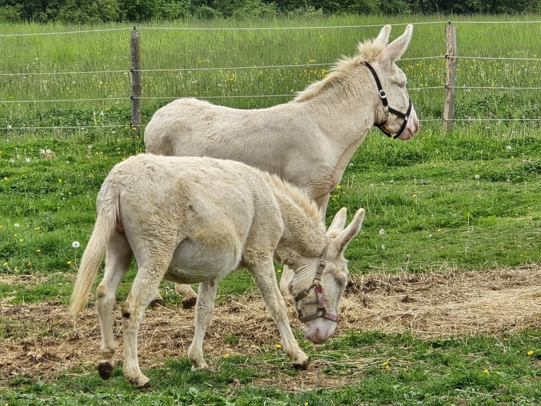 Asini Giumenta 7 Anni 130 cm Cremello in Linkenbach