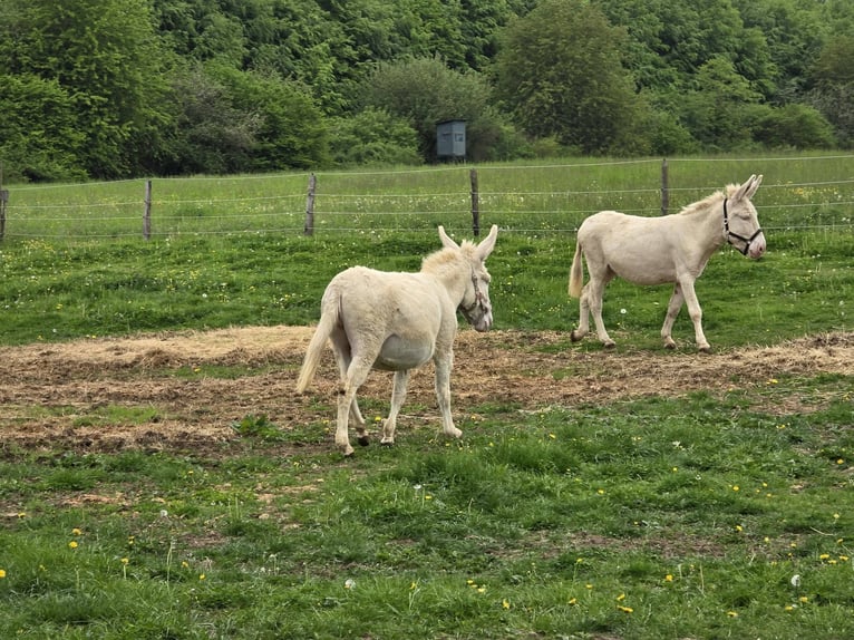 Asini Giumenta 7 Anni 130 cm Cremello in Linkenbach