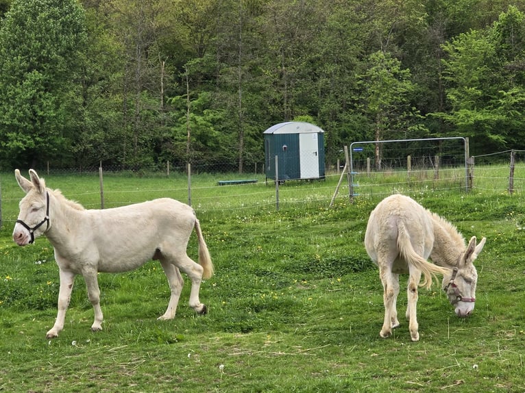 Asini Giumenta 7 Anni 130 cm Cremello in Linkenbach