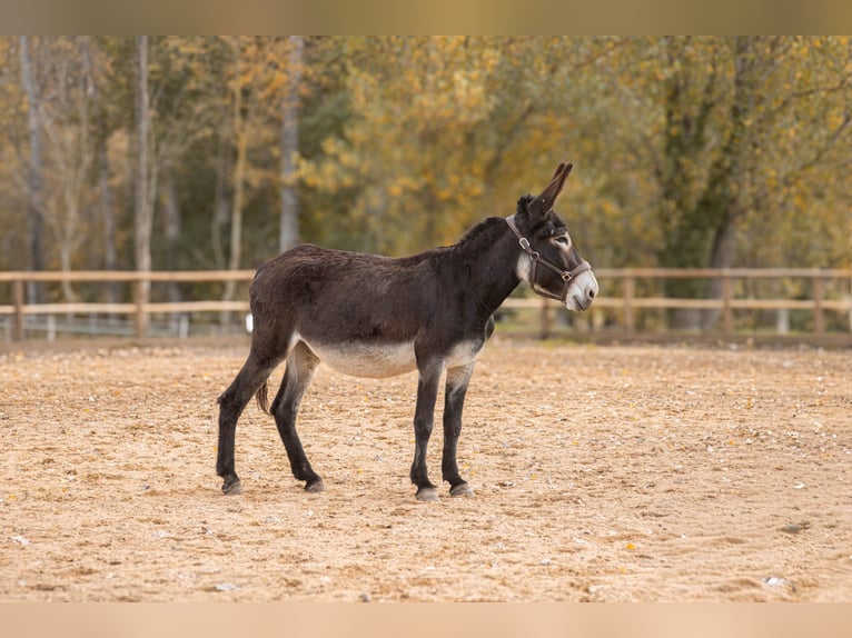 Asini Giumenta 8 Anni 145 cm Baio scuro in belmont-sur-rance