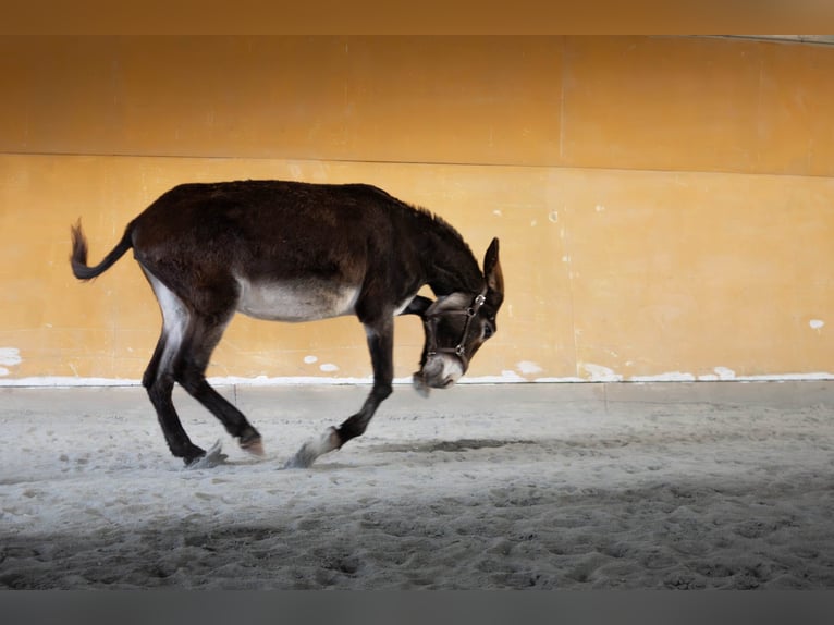 Asini Giumenta 9 Anni 145 cm Baio scuro in belmont-sur-rance