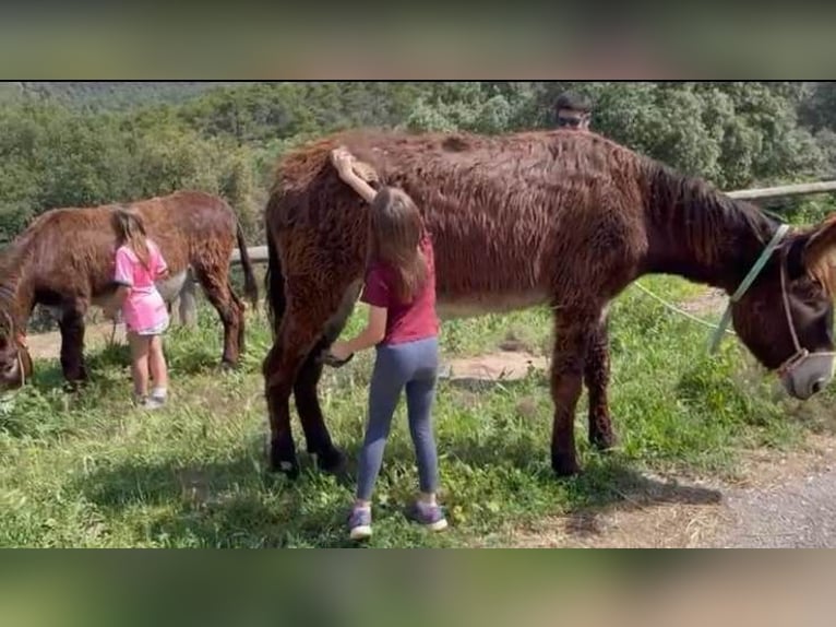 Asini Giumenta 9 Anni 148 cm Morello in BERGA, BARCELONA