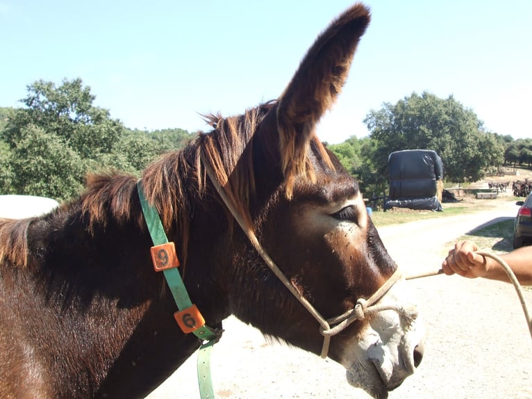 Asini Giumenta 9 Anni 148 cm Morello in BERGA, BARCELONA