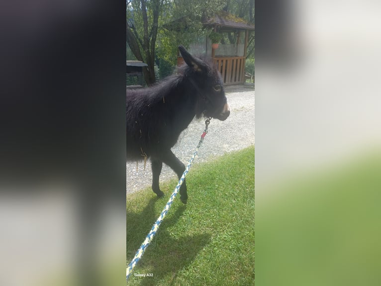 Asini Giumenta Puledri (01/2024) 120 cm Morello in Weißkirchen in Steiermark