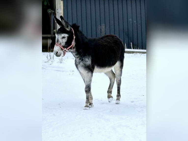 Asini Stallone 15 Anni Baio scuro in Wimbach