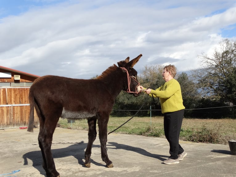 Asini Stallone 1 Anno 150 cm Morello in Calabuig