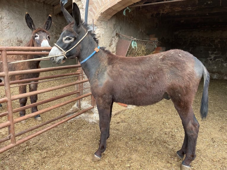 Asini Stallone 2 Anni 135 cm Morello in BERGA, BARCELONA