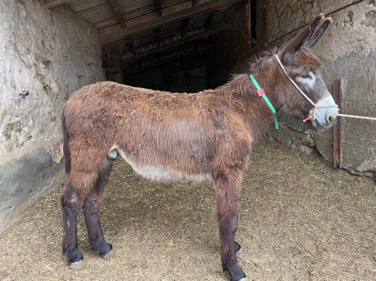 Asini Stallone 2 Anni 145 cm Morello in BERGA, BARCELONA