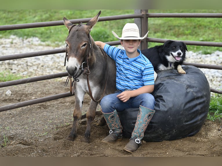 Asini Stallone 2 Anni 89 cm Grigio in Fresno