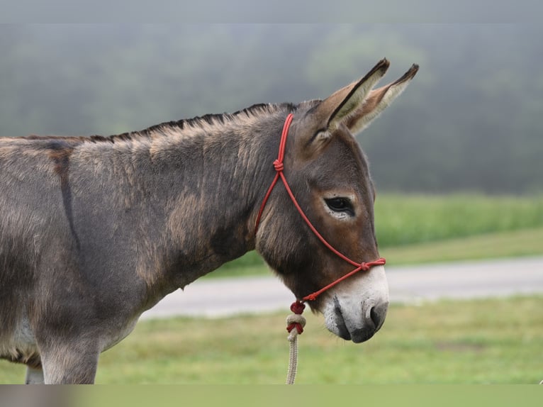 Asini Stallone 2 Anni 89 cm Grigio in Fresno