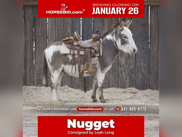 Asini Stallone 3 Anni 104 cm Pezzato in Sulphur Springs